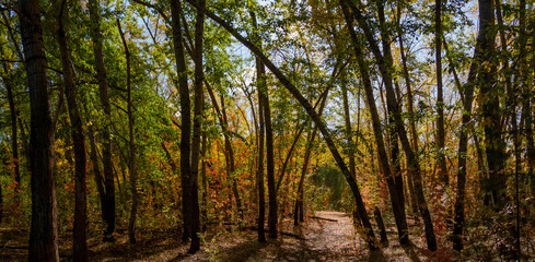 Fototapeta premium Autumn landscape. Deciduous forest in sunlight. Poplar.