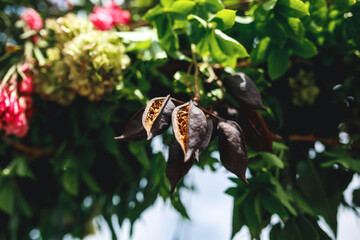 an arch of leaves, dried fruits and flowers of brachychiton against the background of the sea and sky in blur