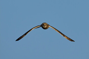 Short-eared owl (Asio flammeus)