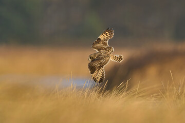 Short-eared owl (Asio flammeus)