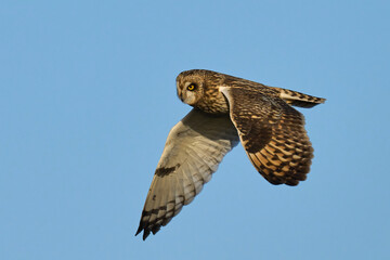 Short-eared owl (Asio flammeus)