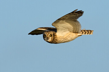 Short-eared owl (Asio flammeus)