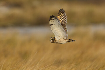 Short-eared owl (Asio flammeus)