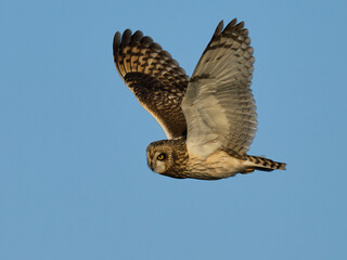 Short-eared owl (Asio flammeus)