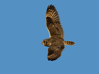 Short-eared owl (Asio flammeus)