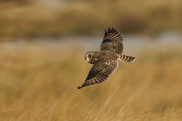 Short-eared owl (Asio flammeus)