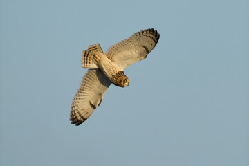 Short-eared owl (Asio flammeus)