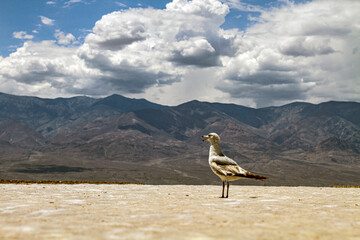 Vogel im Tal des Todes, Nevada