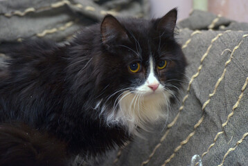 Fluffy black and white cat on a gray