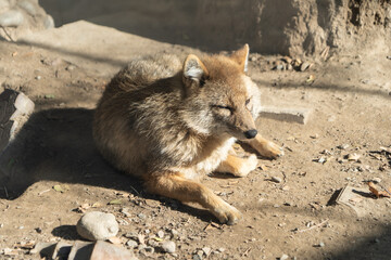 the jackal lies and rests under a tree in the shade