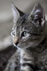 Portrait of gray kitten