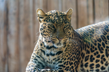  leopard lying on a tree at the zoo