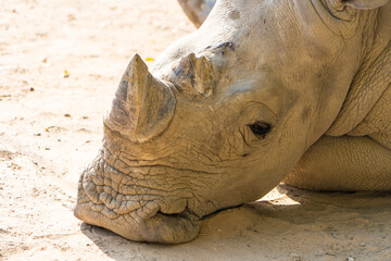 Obraz premium rhino lies on the ground with sad eyes, no water