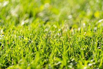 the grass is illuminated by the sun during the day