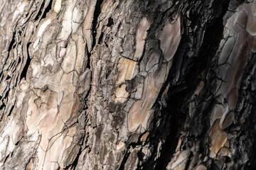 pine bark in all its glory, play of light and shadow