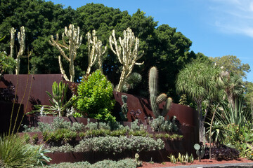Sydney Australia,  layered cactus garden topped with Euphorbia ammak also known as a variegated...