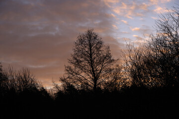 Fototapeta premium Winter dawn in the forest