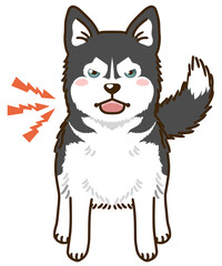 威嚇するシベリアンハスキー（ブラック＆ホワイト）