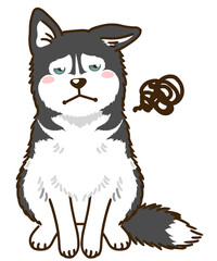 不満があるシベリアンハスキー（ブラック＆ホワイト）