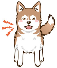 威嚇するシベリアンハスキー（レッド＆ホワイト）