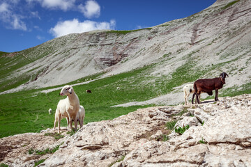 Naklejka premium Sheep on a high plateau in the Italian Dolomites. Sunny summer day