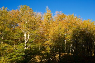 Naklejka premium Autumn forest in the Pyrenees