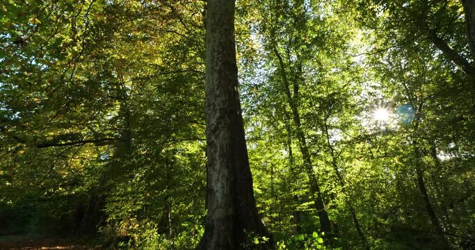 Beech and platans, forest of Compiegne, Oise department, France