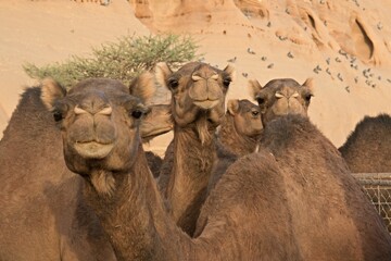 A herd of camels near Al Ula city. Saudi Arabia.