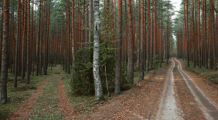 Panoramic view of the mysterious pine forest. Tree trunks close-up. Abstract natural pattern, texture, background. Pure nature concept