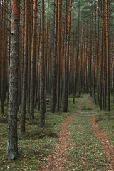 Panoramic view of the mysterious pine forest. Tree trunks close-up. Abstract natural pattern, texture, background. Pure nature concept