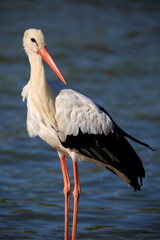 Fototapeta premium stork