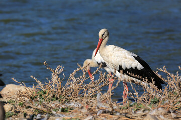 stork