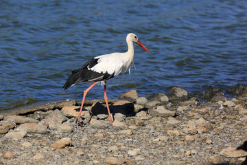 stork