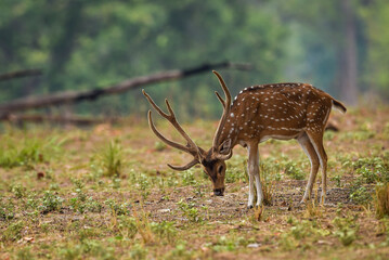 Naklejka na ściany i meble Male spotted deer or chital with long and big antlers in wild and natural scenic colorful background in winter season at kanha national park madhya pradesh india - axis axis
