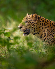 indian wild male leopard or panther closeup in natural monsoon green background in outdoor wildlife jungle safari at jhalana forest or leopard reserve jaipur rajasthan india - panthera pardus fusca
