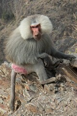 Hamadryas Baboon (Papio hamadryas). Hijaz Mountains near Taif. Saudi Arabia.