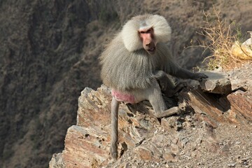 Hamadryas Baboon (Papio hamadryas). Hijaz Mountains near Taif. Saudi Arabia.