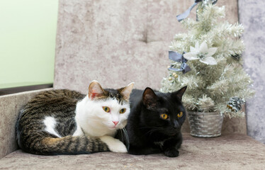 Two cats are lying on the sofa near a small silver fir tree.