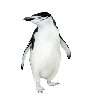 Hand-drawn watercolor chinstrap penguin illustration isolated on white background. Antarctic animal bird	