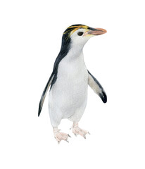 Hand-drawn watercolor royal penguin illustration isolated on white background. Australian animal bird	