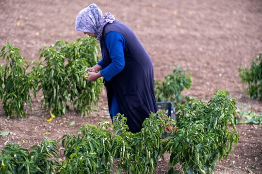 On a sunny day, farmer's family picks red chili peppers in a greenhouse.