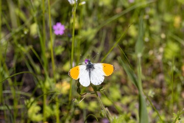 Arorafalter mit ausgebreitenden Flügeln auf einer Wiese