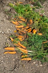 A bunch of fresh carrots with greens on the ground. Large juicy unwashed carrots in the field against the background of the earth close up.
