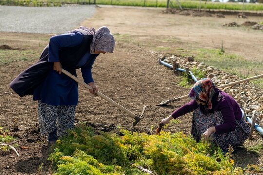 Farm specialist workers pulling out freshly picked carrots. Summer vegetable growth. Production of natural food. Agribusiness.
