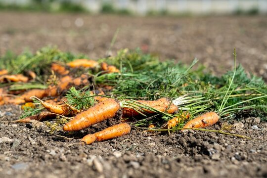 A bunch of fresh carrots with greens on the ground. Large juicy unwashed carrots in the field against the background of the earth close up.
