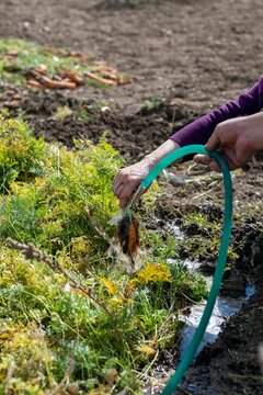 A farm specialist worker pulling out freshly picked carrots. Summer vegetable growth. Production of natural food. Agribusiness.