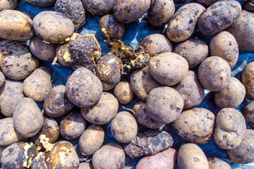 poorly preserved potatoes lying in the sun during winter - obrazy, fototapety, plakaty