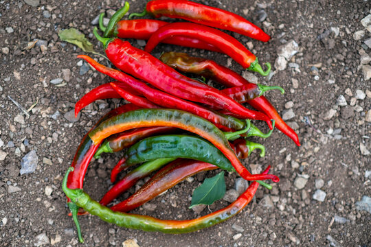 Red chili pepper grows on a green branches, plantation of vegetables in the greenhouse
