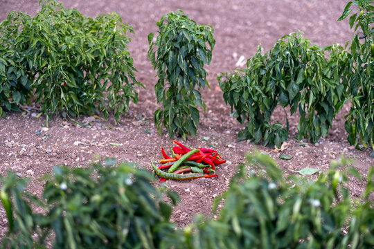 Red chili pepper grows on a green branches, plantation of vegetables in the greenhouse
