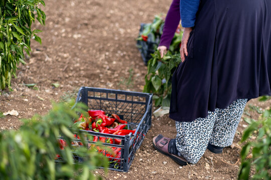 On a sunny day, farmer's family picks red chili peppers in a greenhouse.